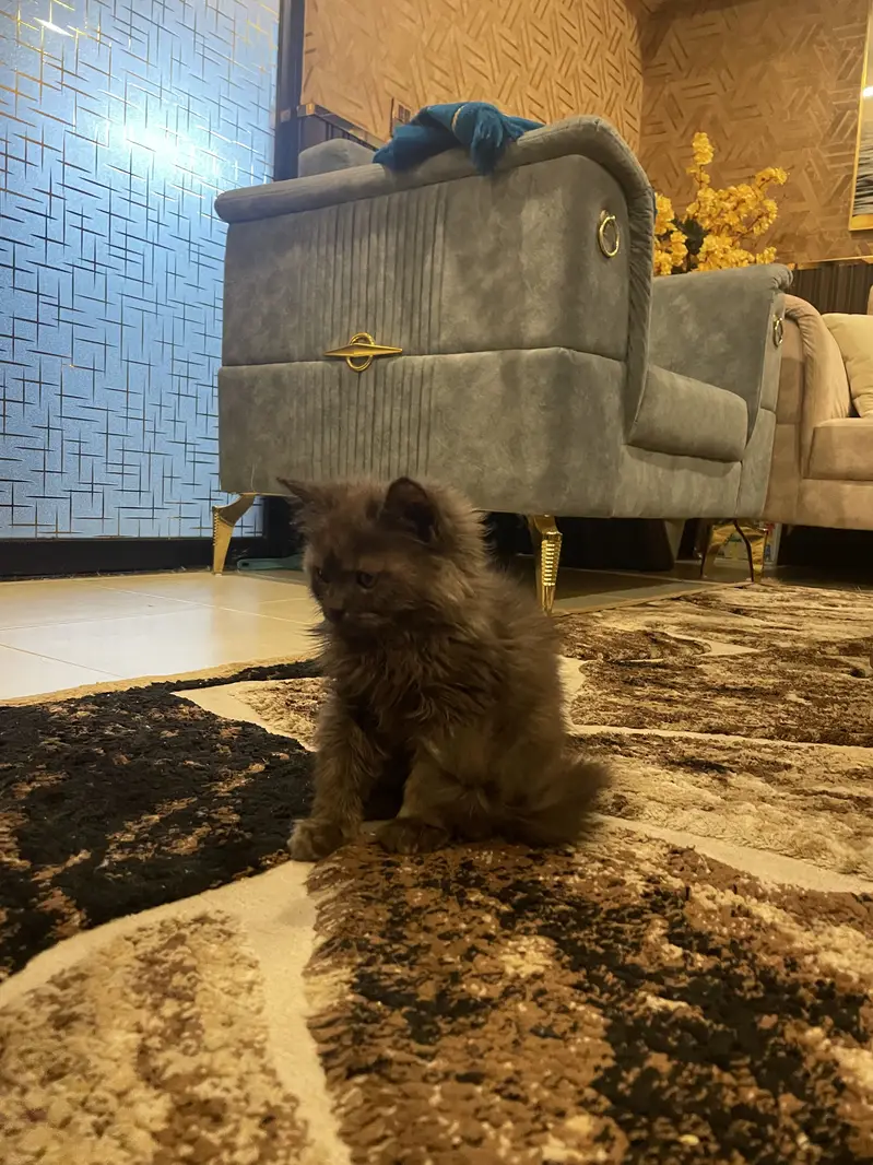 Persian cat tripple coat — photo 4