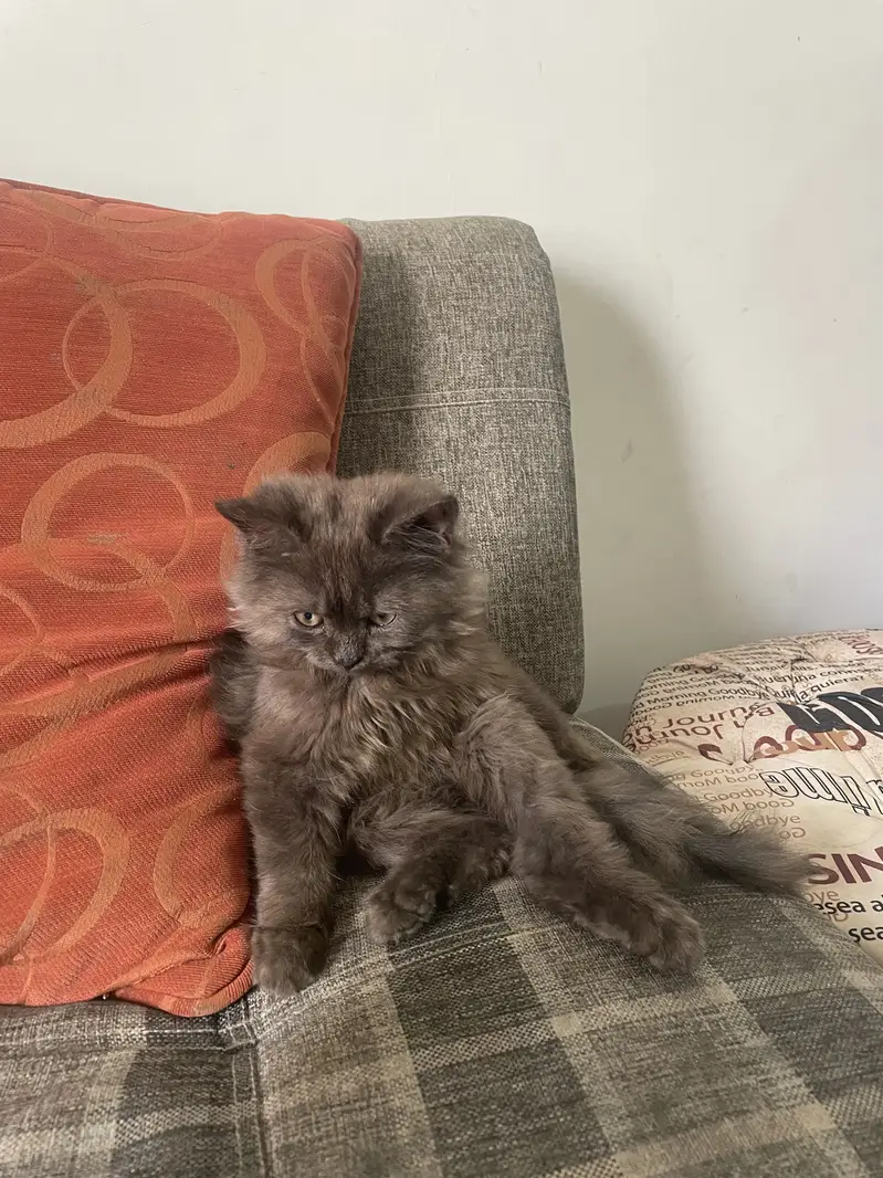 Persian cat tripple coat — photo 5