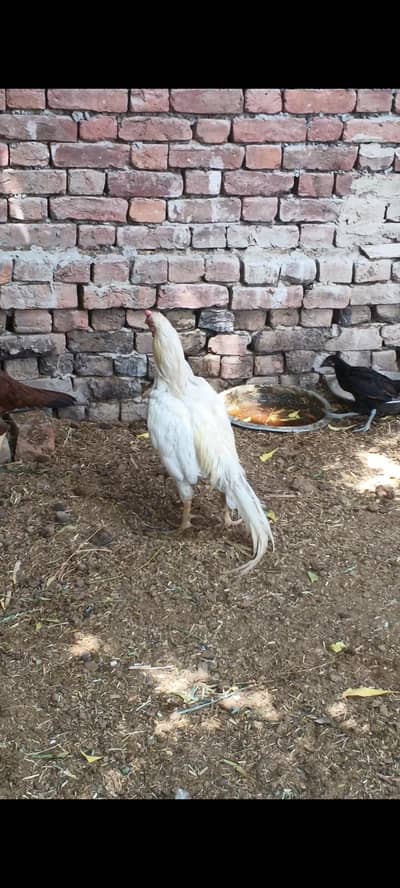 pure boska aseel for sale