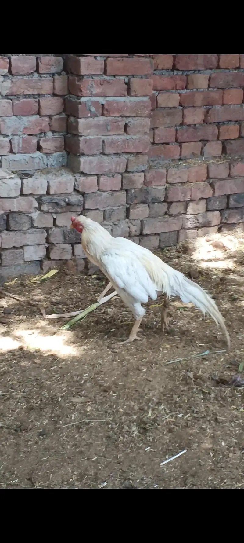 pure boska aseel for sale — photo 3