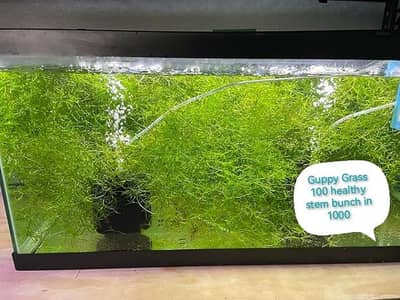 aquarium low tech plants in best rate