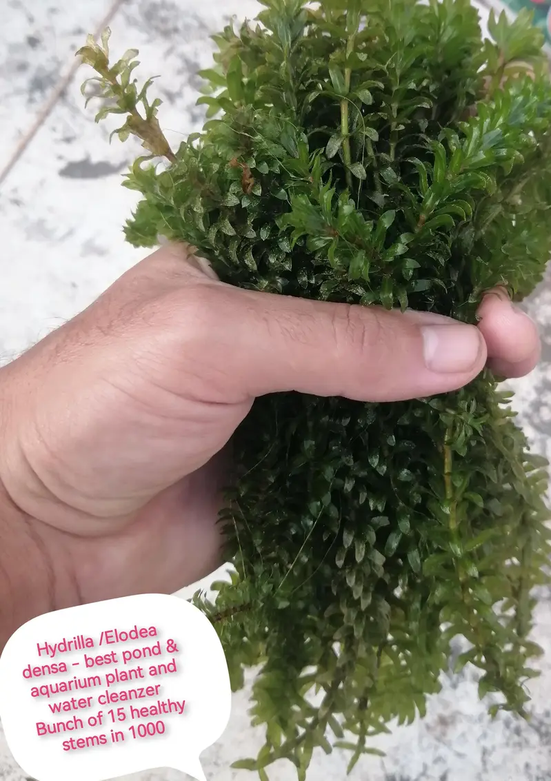 aquarium low tech plants in best rate — photo 2