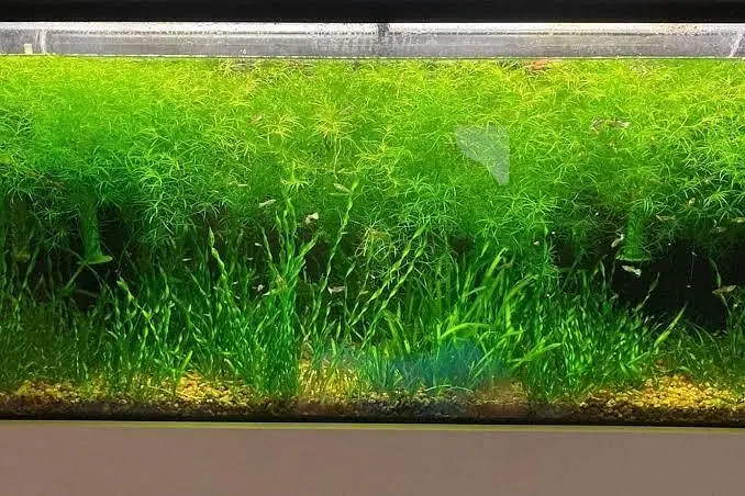 aquarium low tech plants in best rate — photo 3