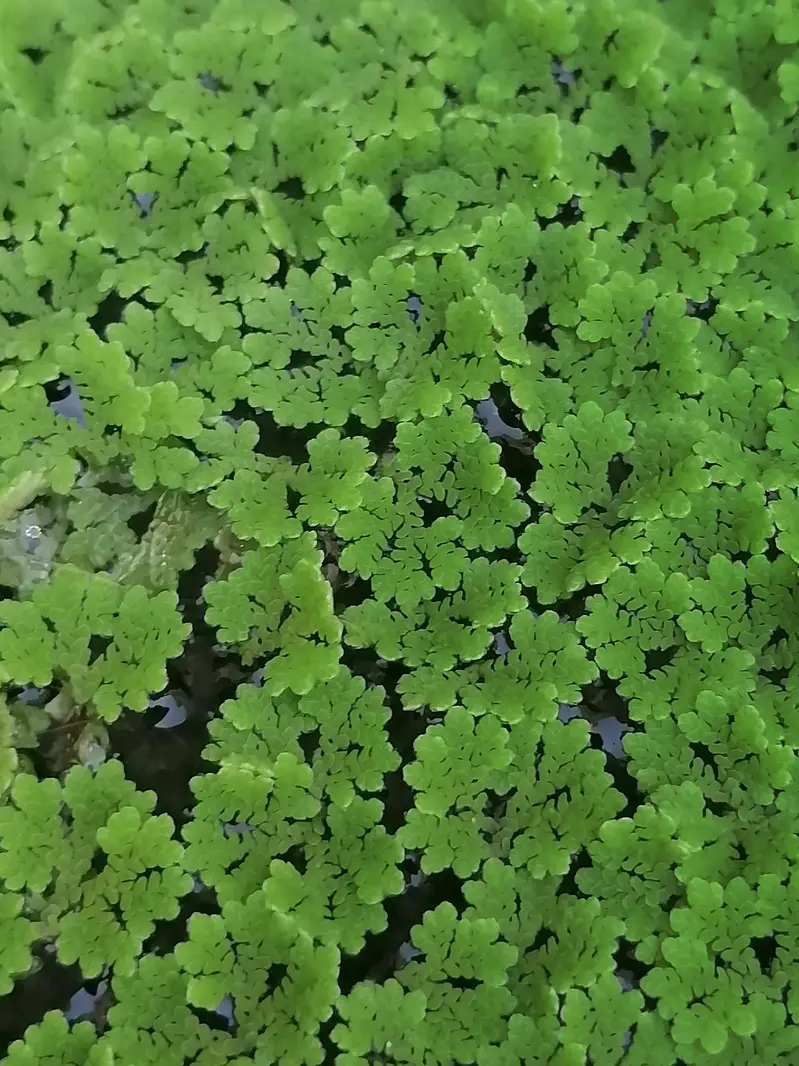 aquarium low tech plants in best rate — photo 4