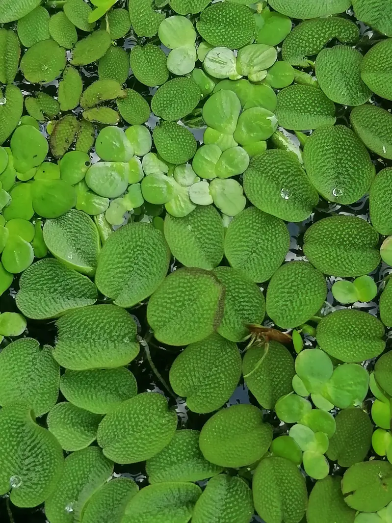 aquarium low tech plants in best rate — photo 5