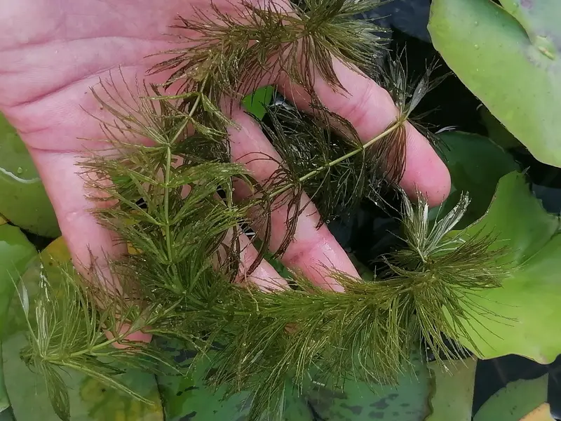 aquarium low tech plants in best rate — photo 6