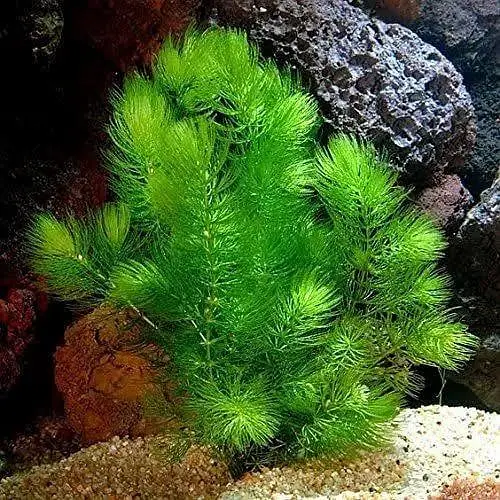 aquarium low tech plants in best rate — photo 7