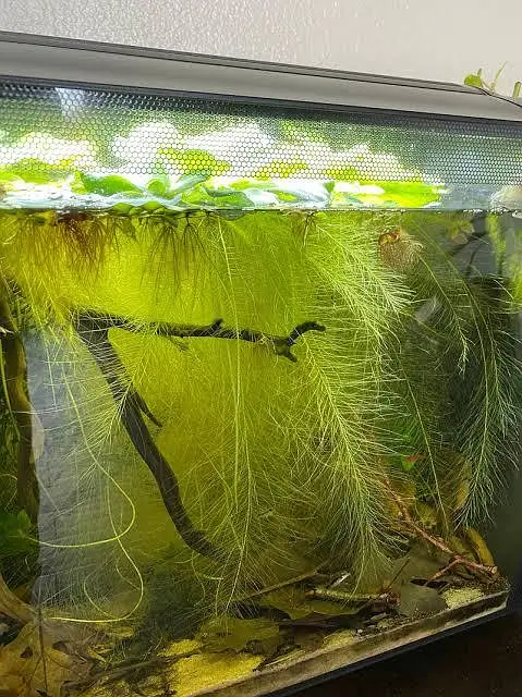 aquarium low tech plants in best rate — photo 8