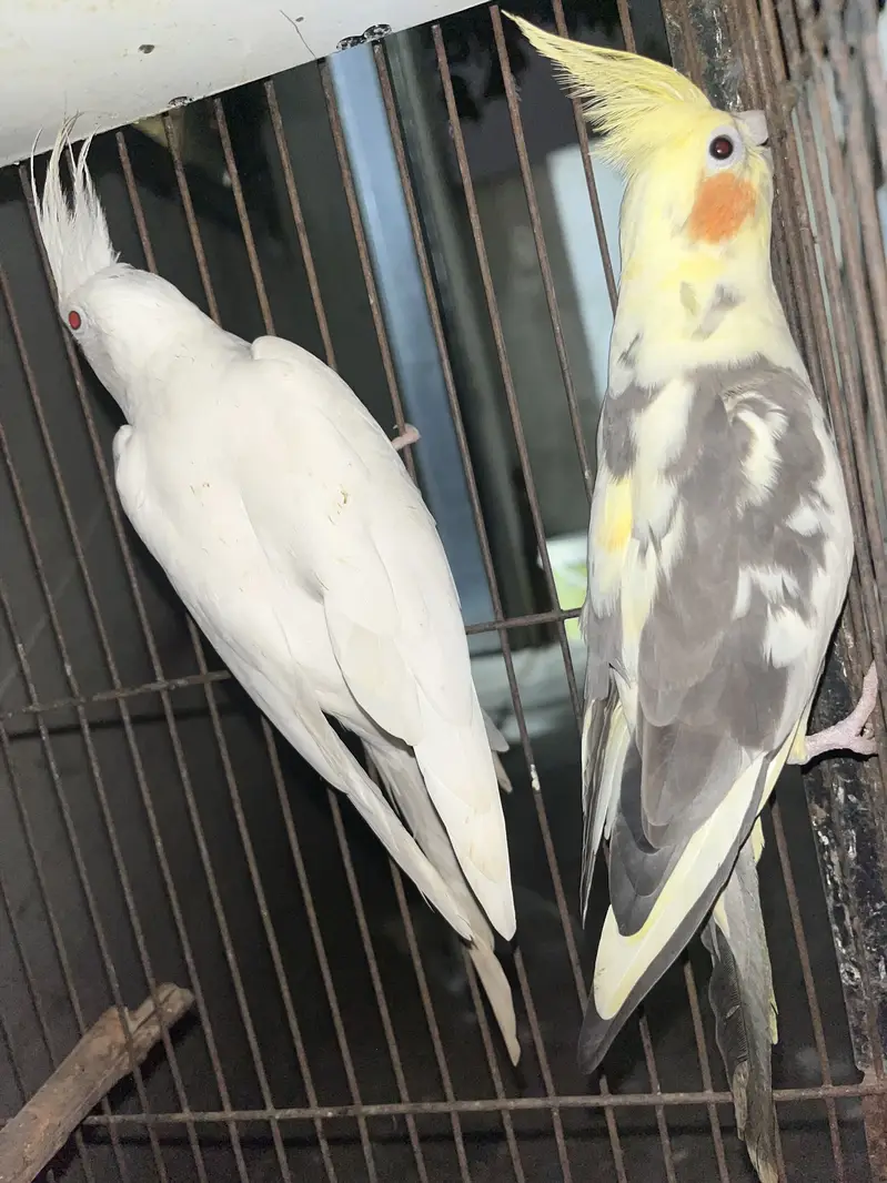 cocktail breeder piar avalibal — photo 2