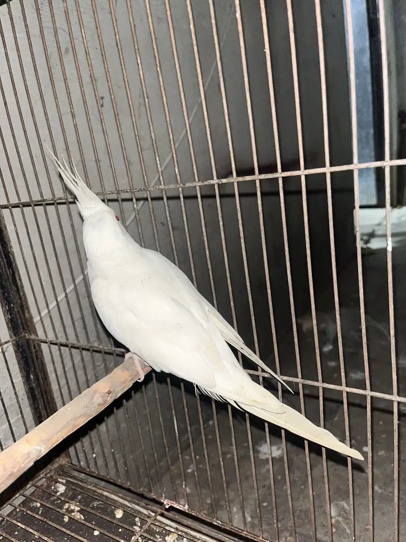 cocktail breeder piar avalibal — photo 4