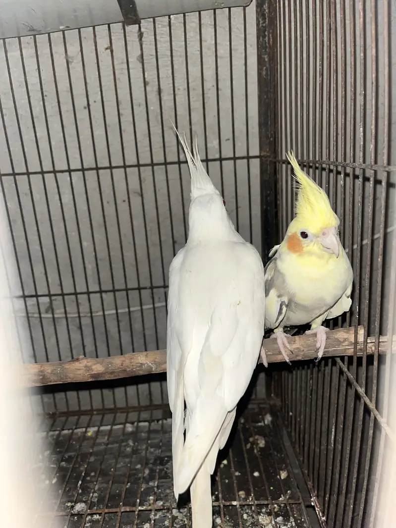 cocktail breeder piar avalibal — photo 5