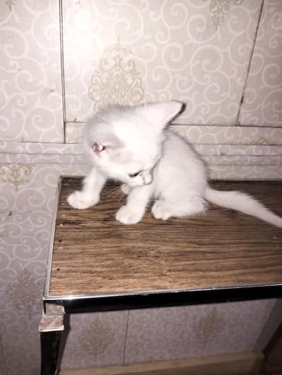 cat cat