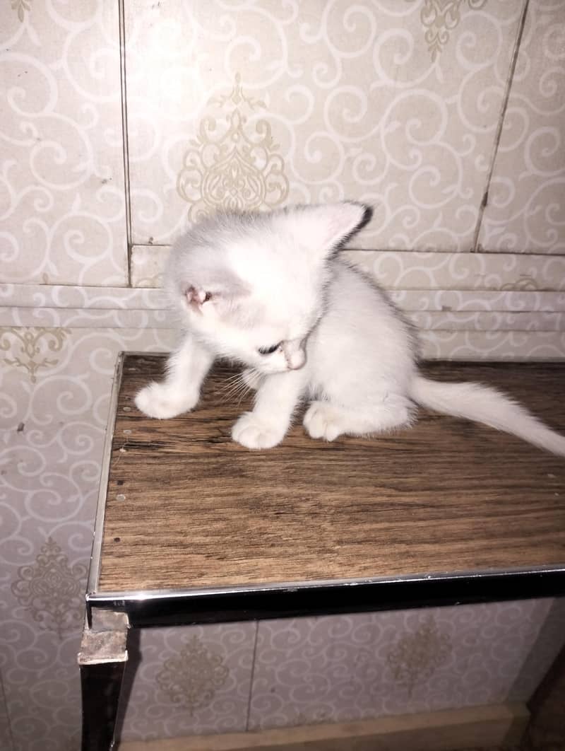 cat cat 0