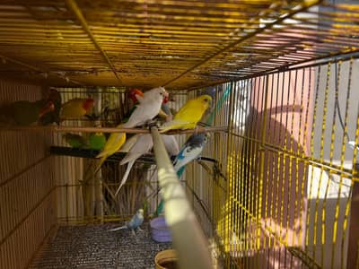 Budgie, Lovebird, Cage for sale