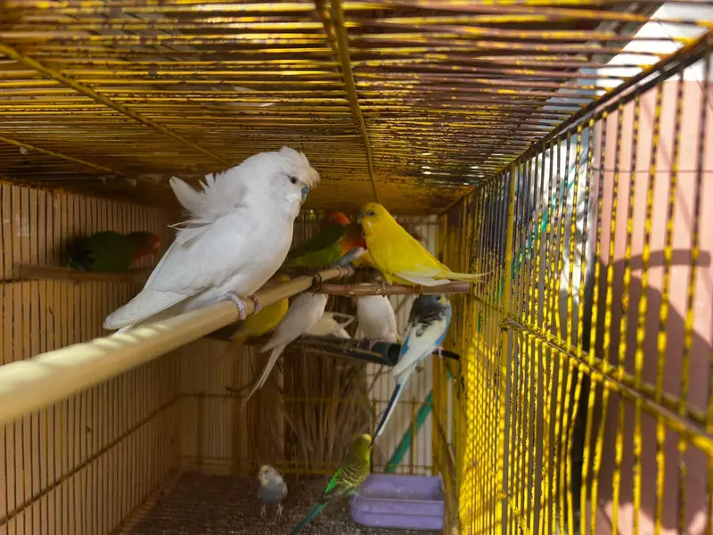 Budgie, Lovebird, Cage for sale — photo 2