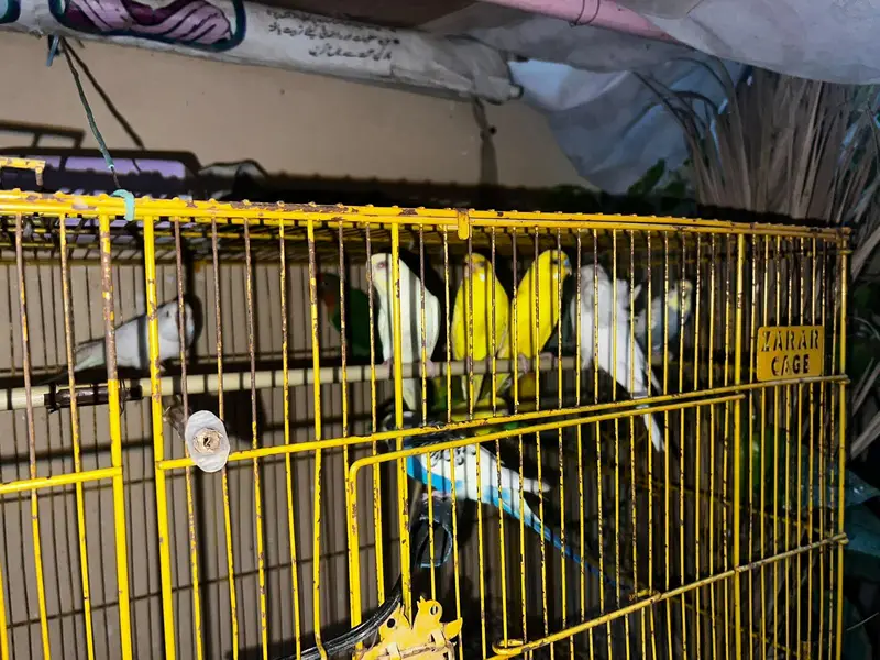 Budgie, Lovebird, Cage for sale — photo 3