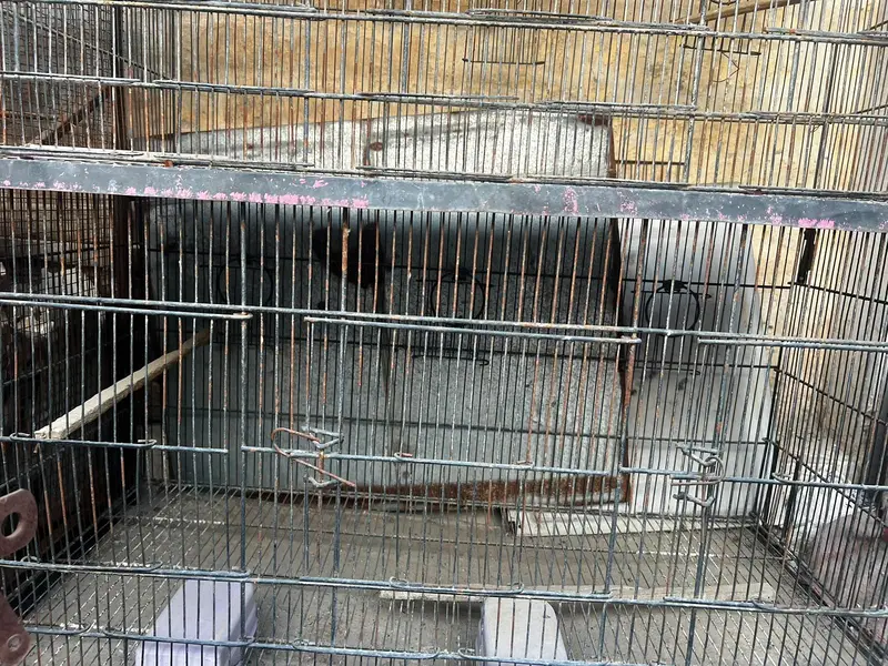 Budgie, Lovebird, Cage for sale — photo 4