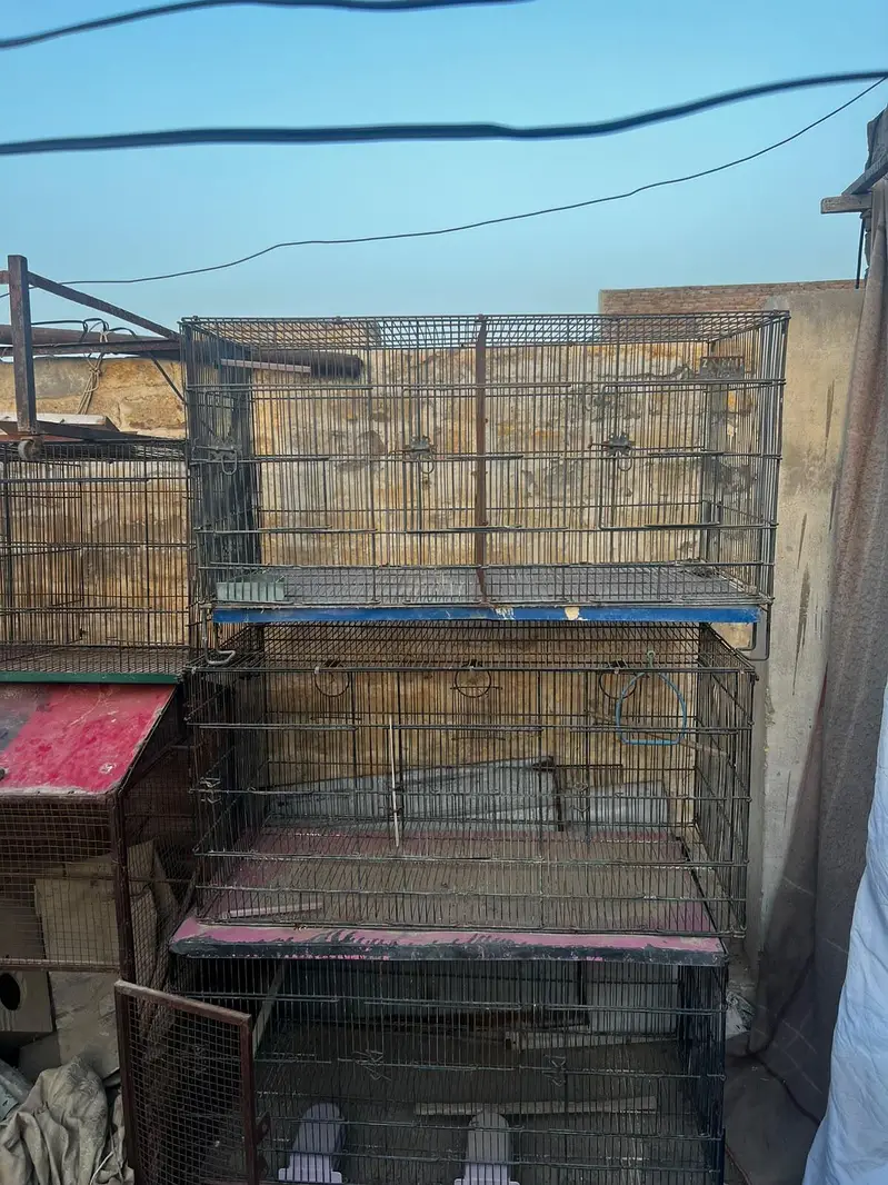 Budgie, Lovebird, Cage for sale — photo 5