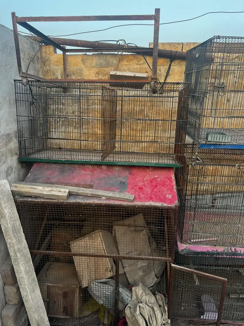 Budgie, Lovebird, Cage for sale — photo 6