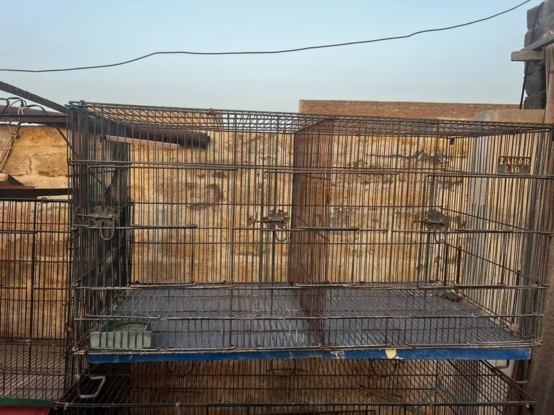 Budgie, Lovebird, Cage for sale — photo 7
