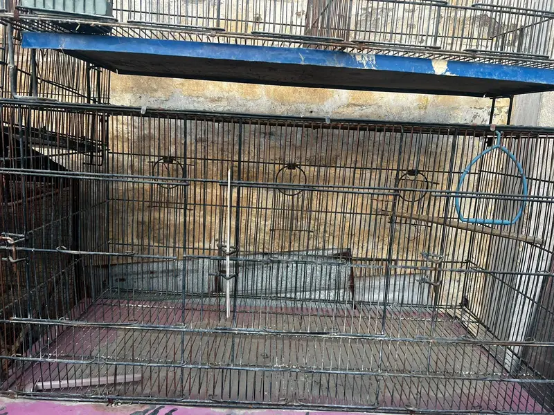 Budgie, Lovebird, Cage for sale — photo 8
