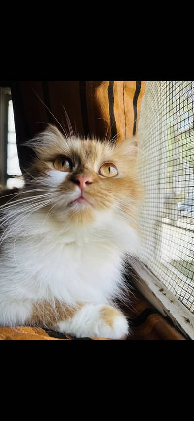Beautiful Female cat