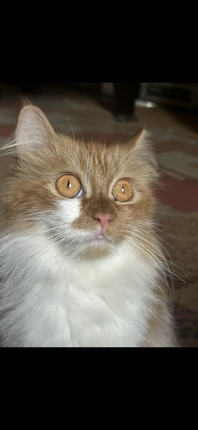 Beautiful Female cat — photo 2