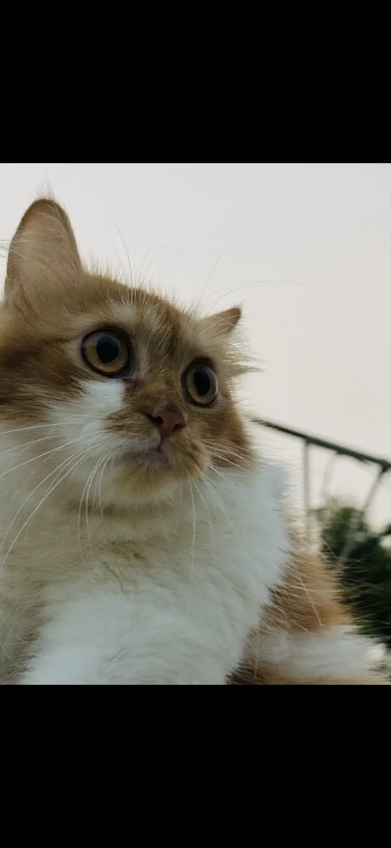 Beautiful Female cat — photo 3