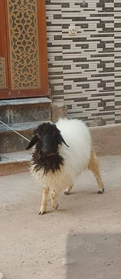 sheep for sale