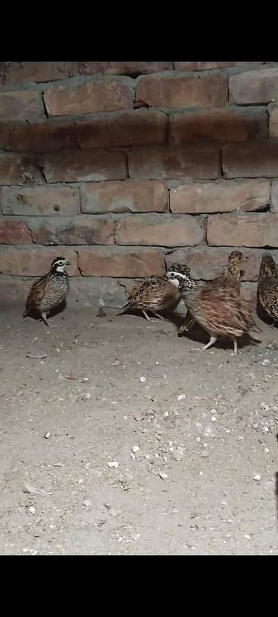 Buff Flake Quails for sale