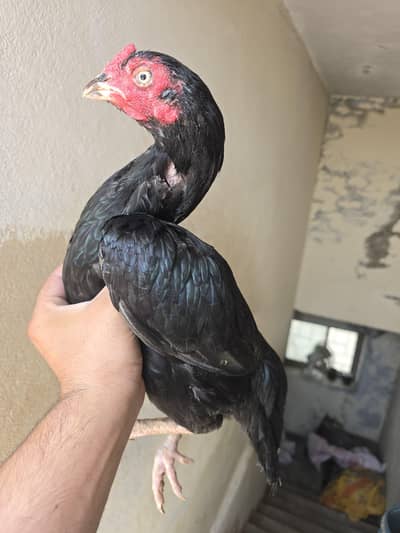 Aseel murgiya for sale