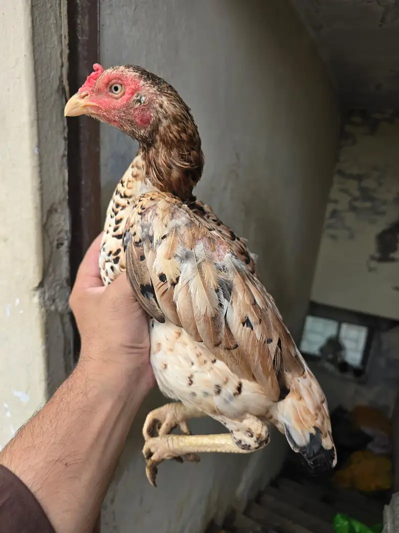 Aseel murgiya for sale — photo 2