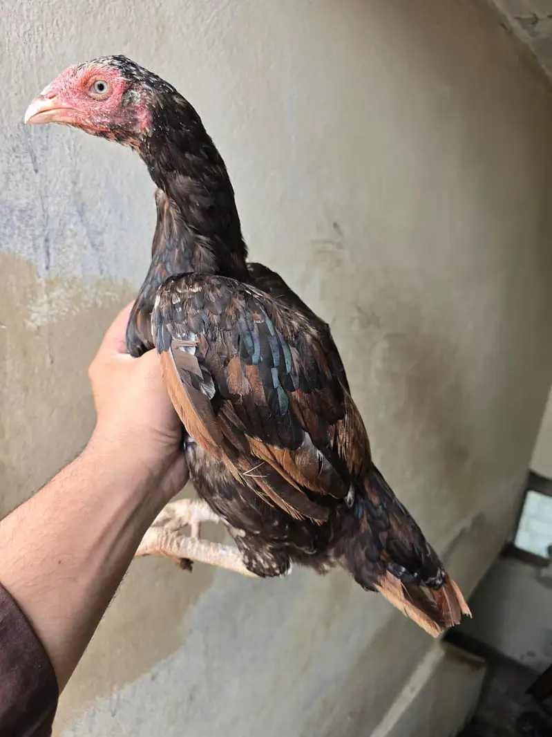 Aseel murgiya for sale — photo 3