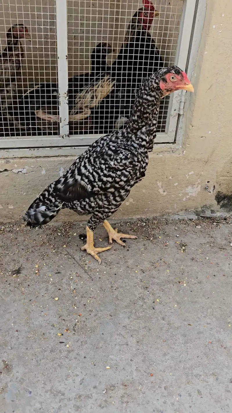 Aseel murgiya for sale — photo 5