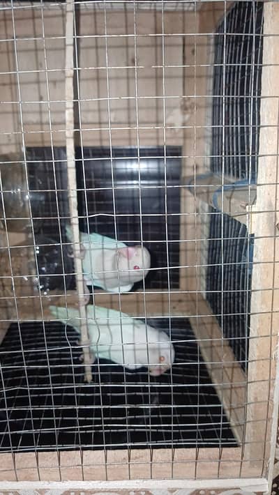 albino red eye