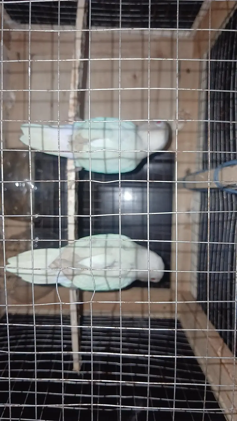 albino red eye — photo 2