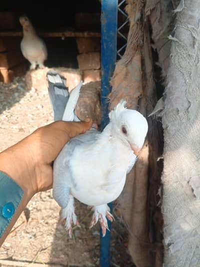 parrot noke
