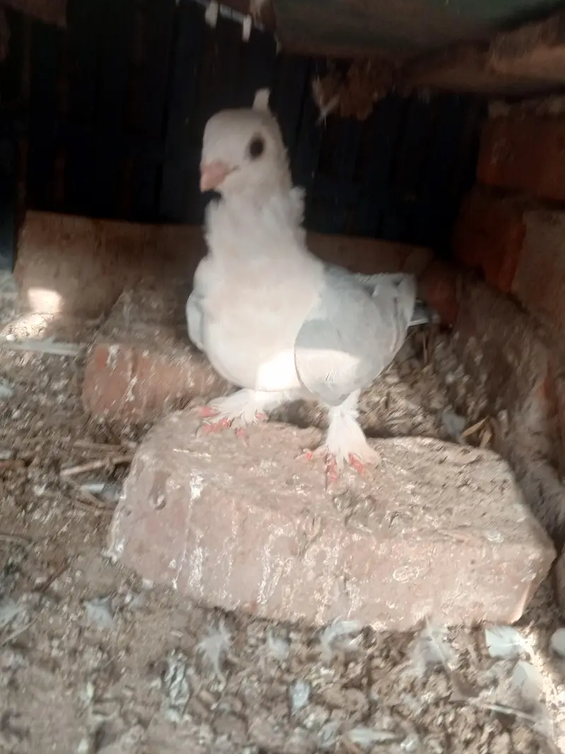 parrot noke — photo 2