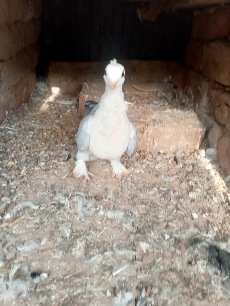 parrot noke — photo 3