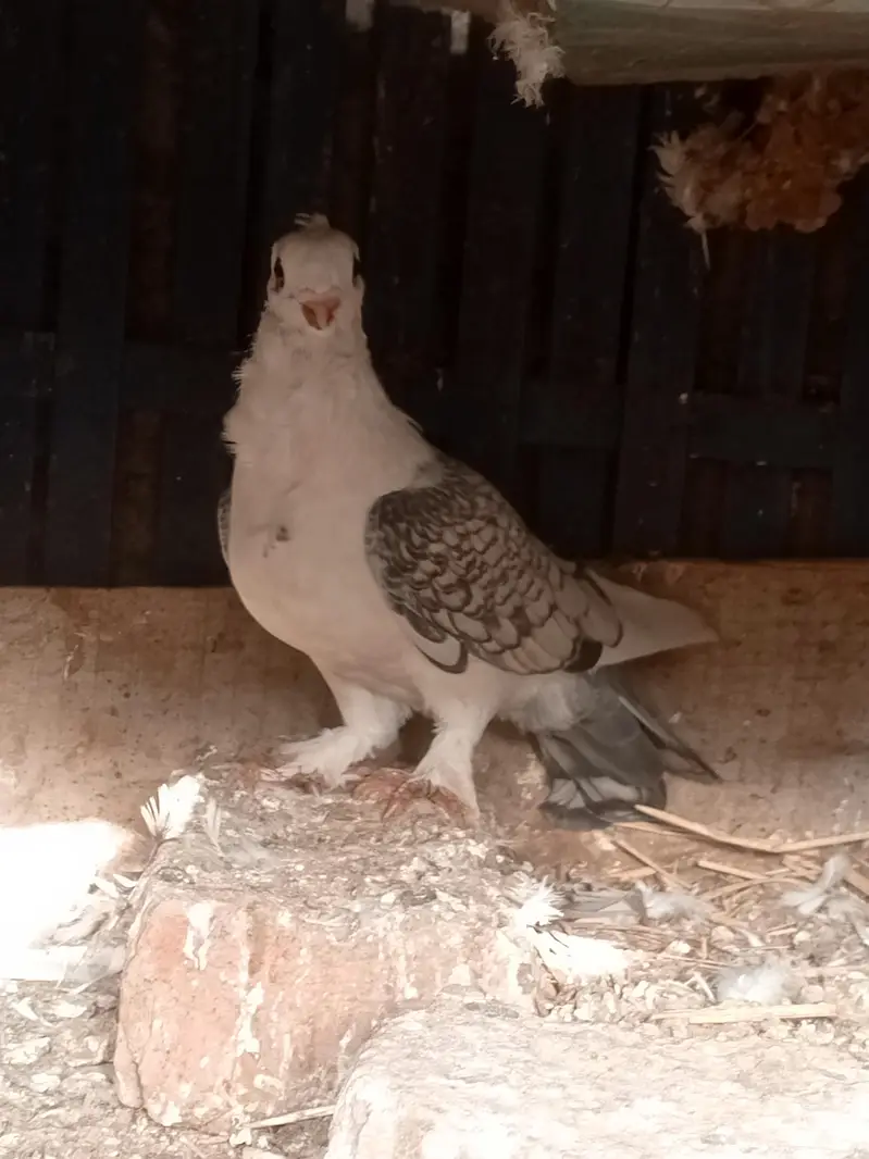 parrot noke — photo 4