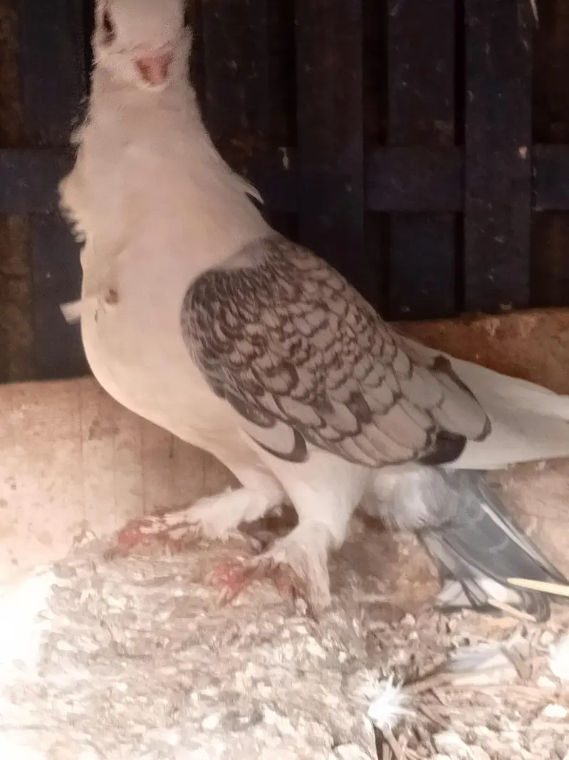 parrot noke — photo 5