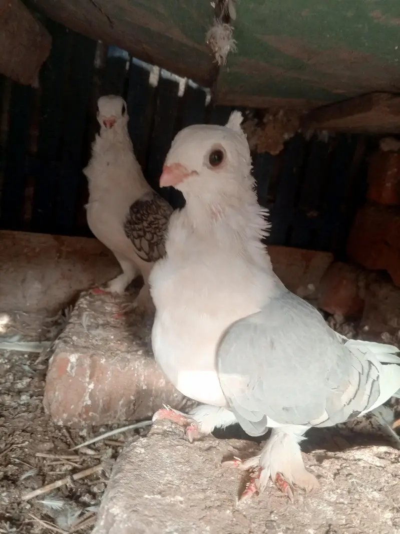 parrot noke — photo 7