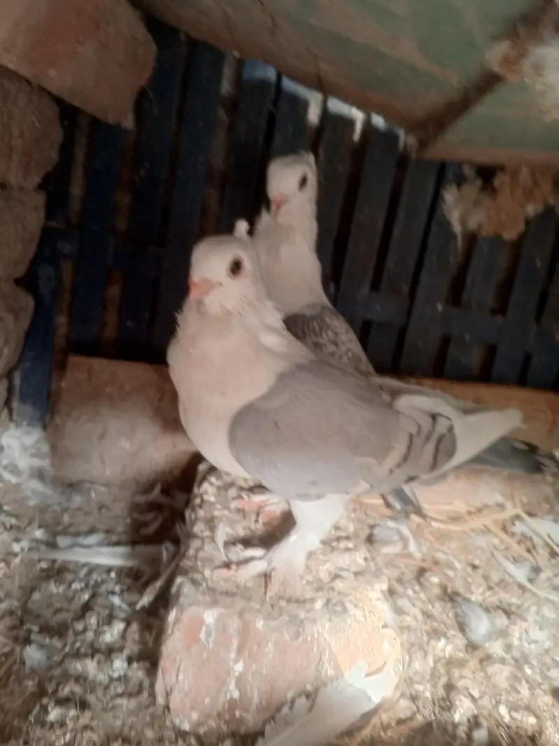 parrot noke — photo 8