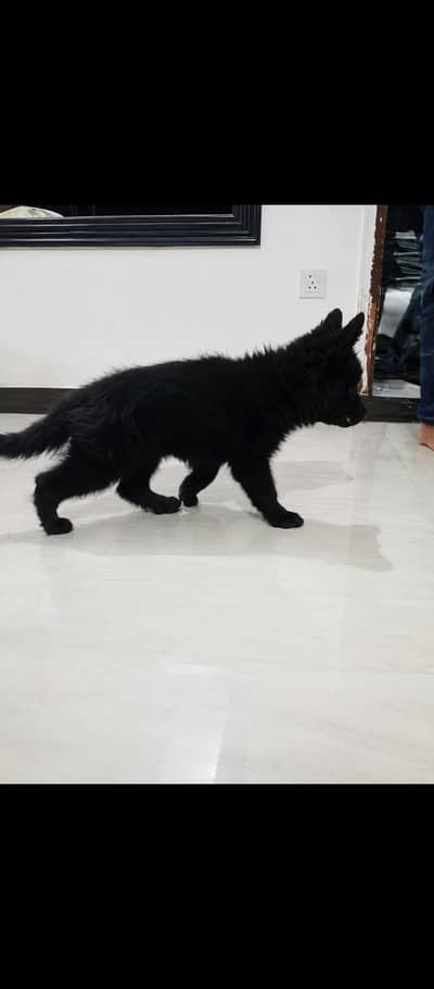 Black shaferd male pupy Home breed