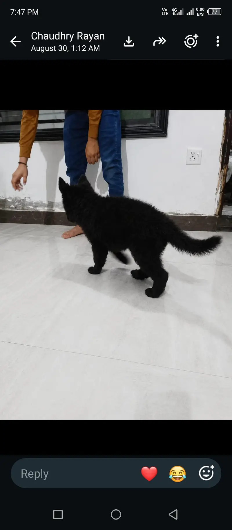 Black shaferd male pupy Home breed — photo 2