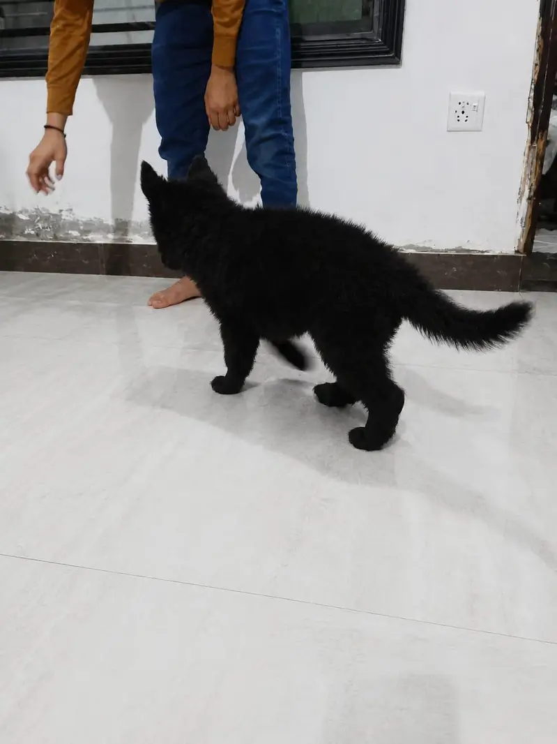 Black shaferd male pupy Home breed — photo 3