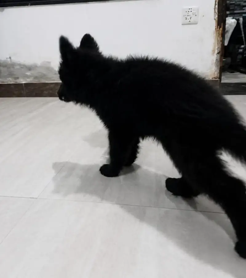 Black shaferd male pupy Home breed — photo 4