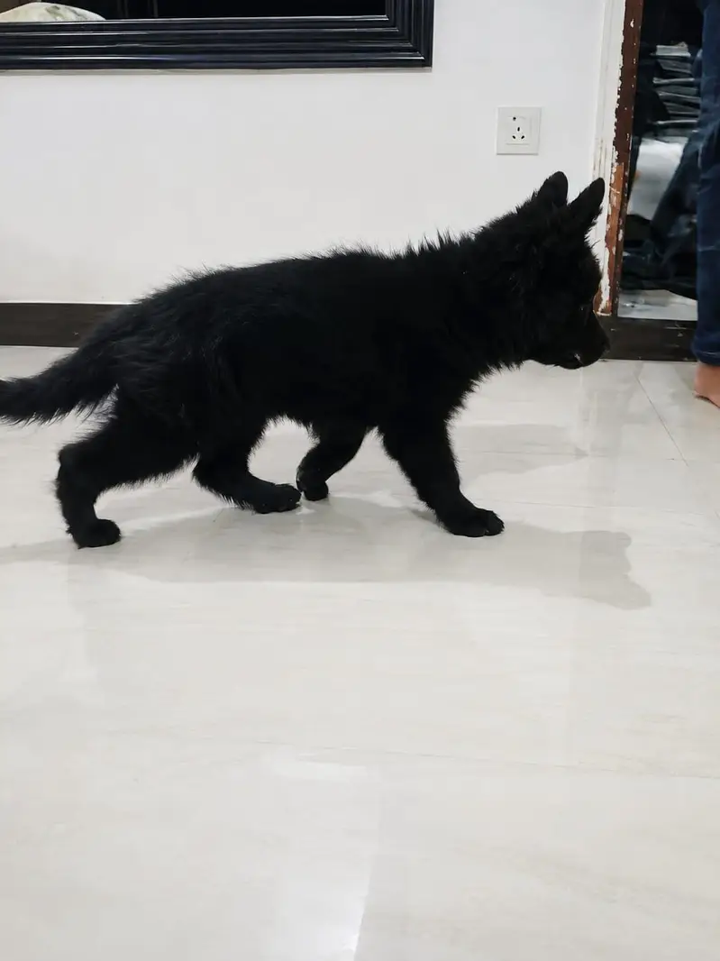 Black shaferd male pupy Home breed — photo 5