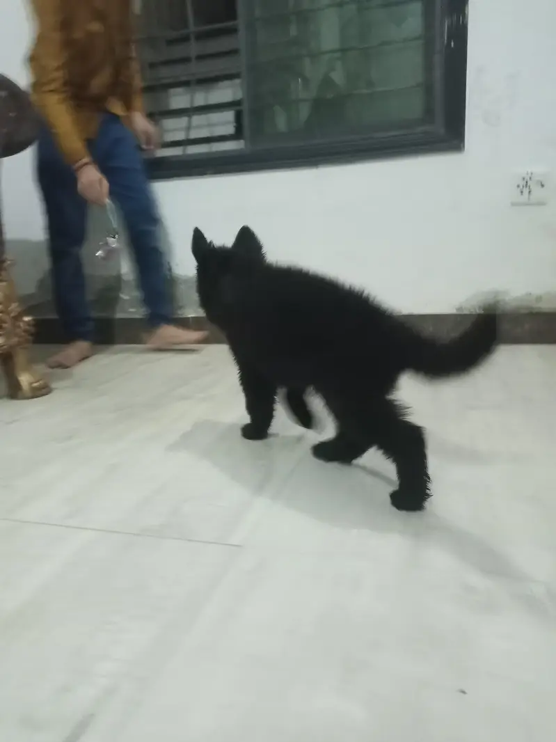 Black shaferd male pupy Home breed — photo 6