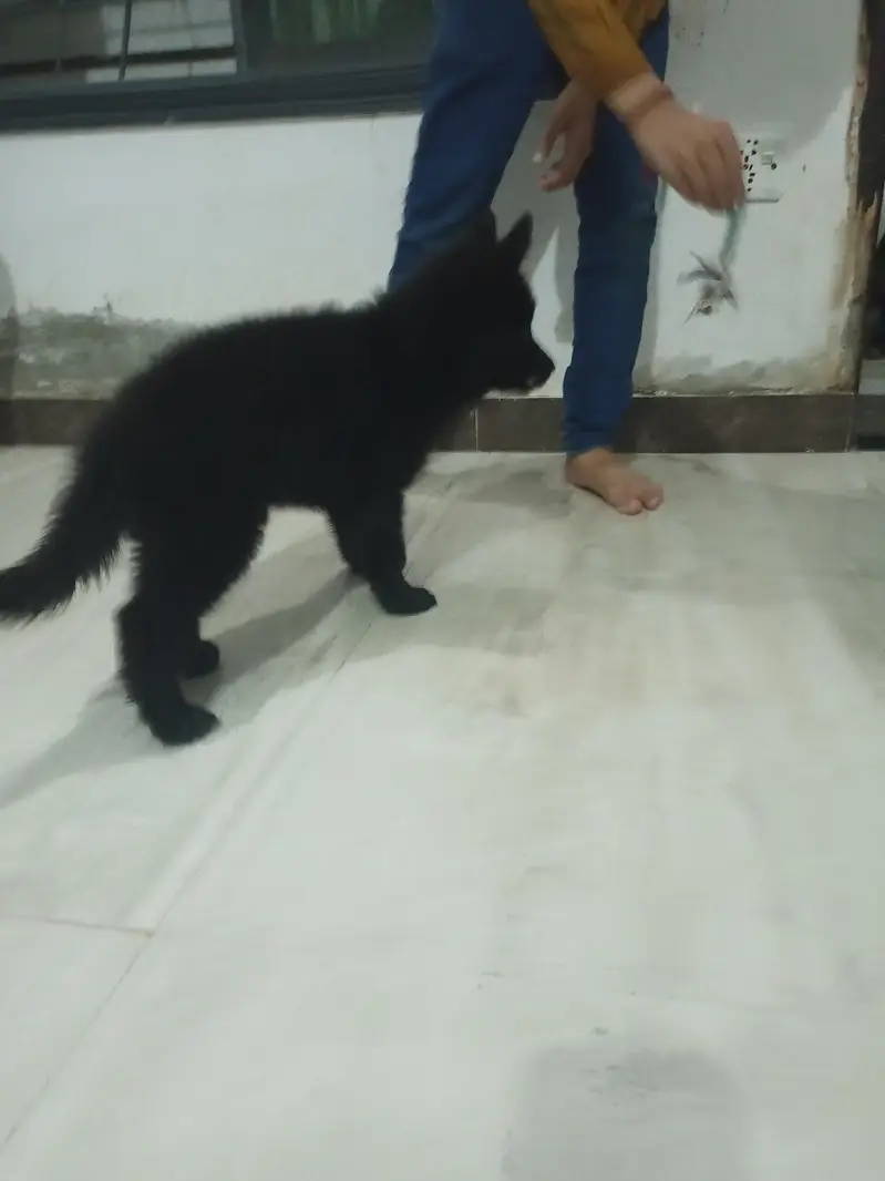 Black shaferd male pupy Home breed — photo 7